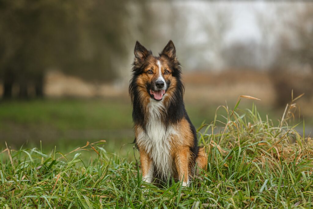 sable border collie- cutest border collies