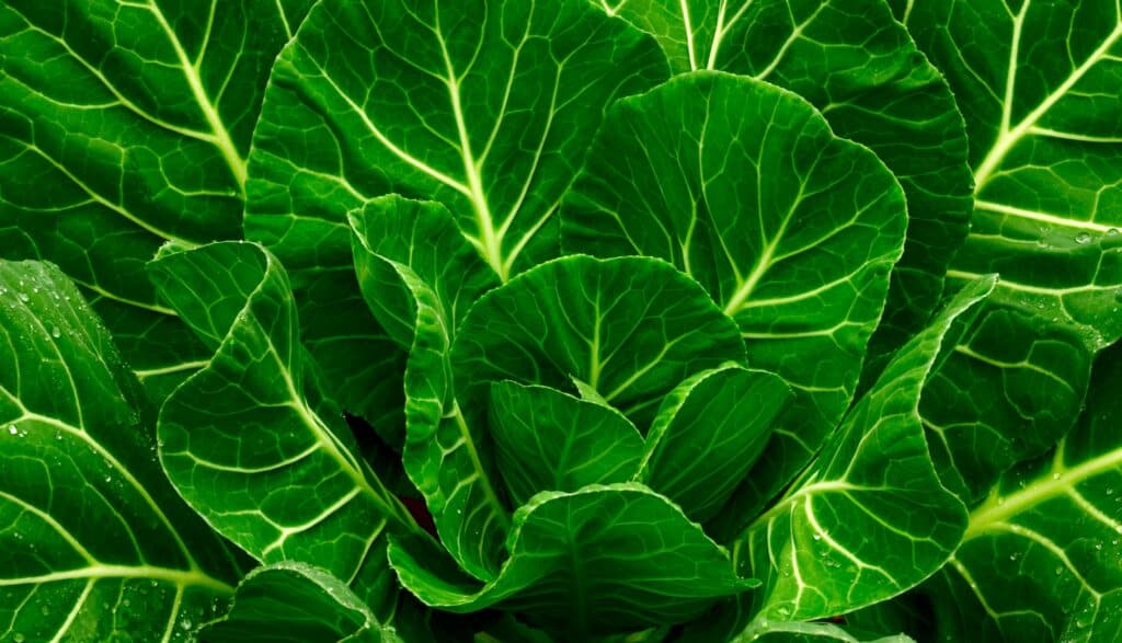 Full frame of green collard green leaves.The leaves are green with light yellowish veins, one running from the stem through the center of the leaf almost to its tip with many tributary veins branching off from the primary vein.