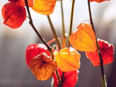 A Chinese Lantern Plant vs. Tomatillo: What Are the Differences?