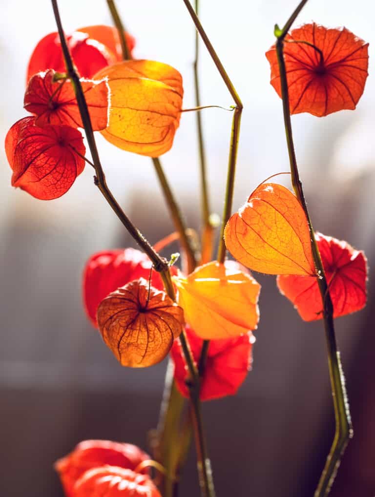 dried Chinese lantern plant husks on stems