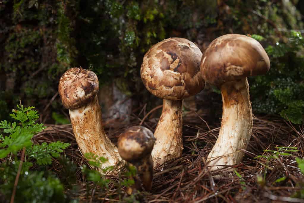 Matsutake mushrooms growing in the woods