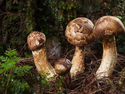 A Matsutake Mushrooms: A Complete Guide
