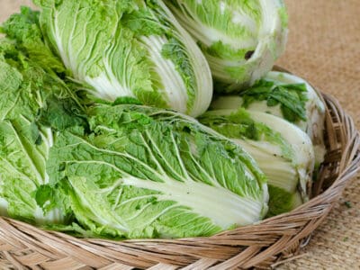 A Chinese Cabbage vs. Bok Choy