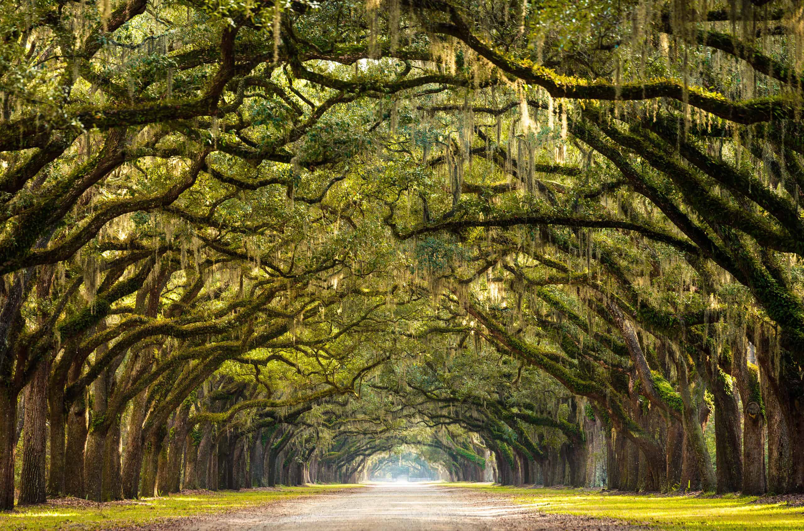 A path created by stunning , large live oak trees, draped with Spanish moss. At least 20 mature tress line each side of the path.