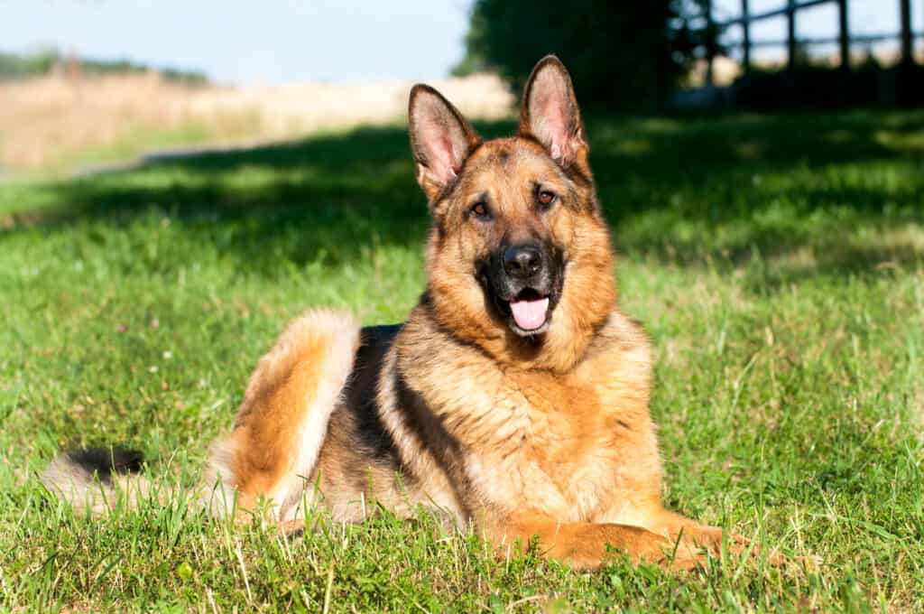 German shepherd's often develop hip dysplasia