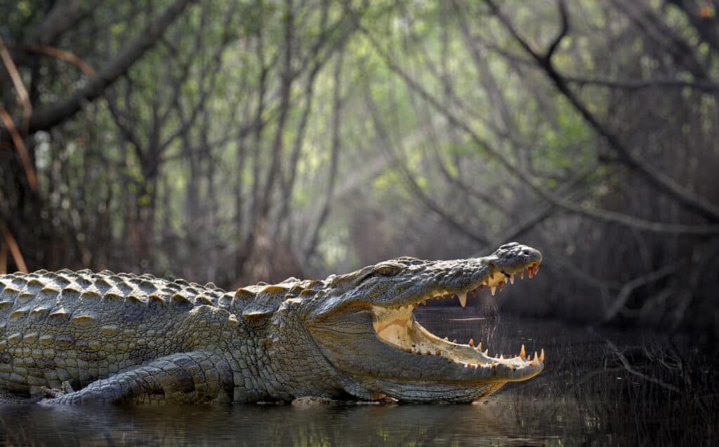 Crocodile in water with its mouth gaping open