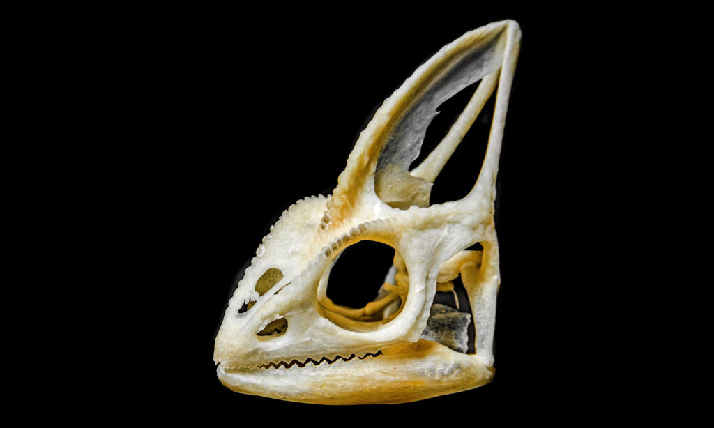 skull of chameleon