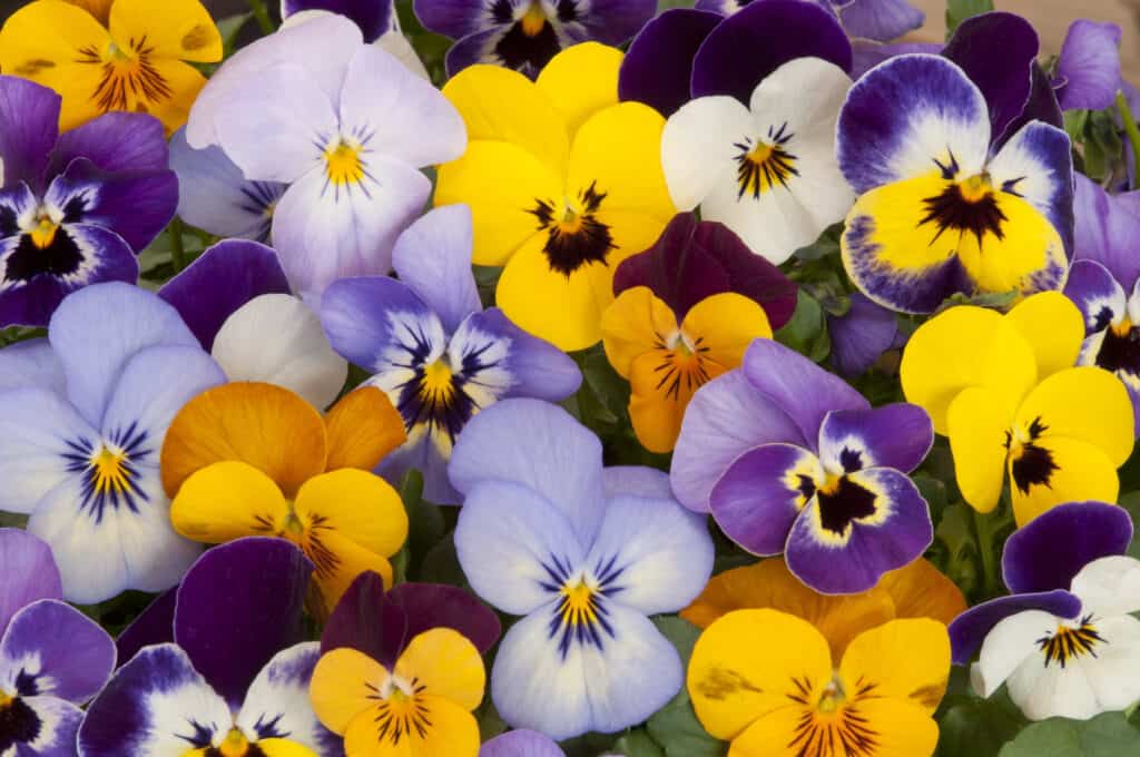 Pansies pansy flower