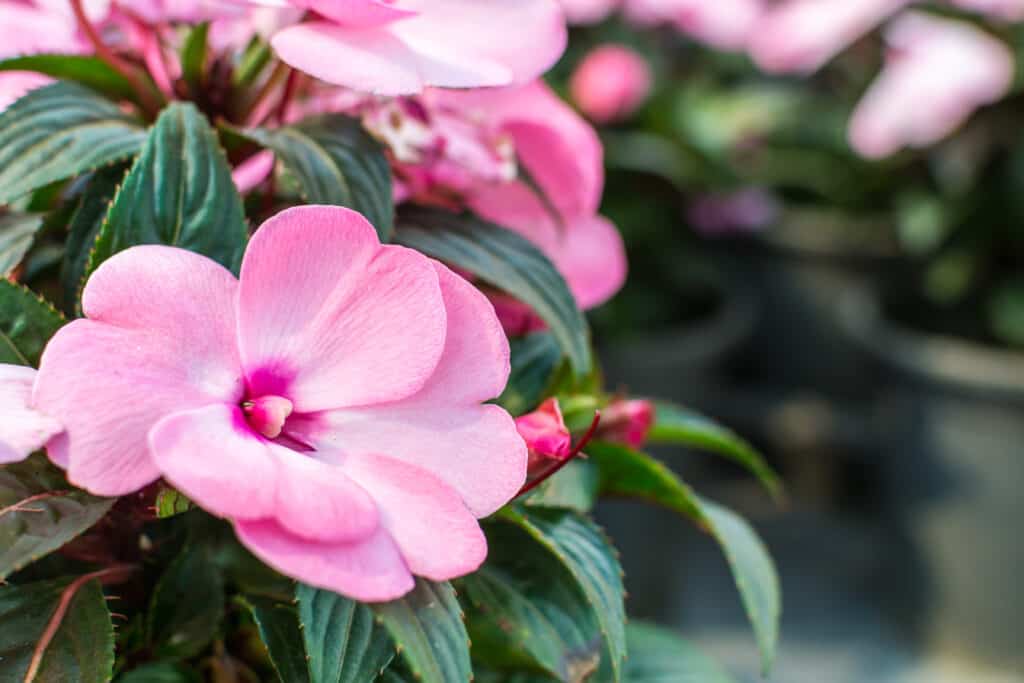 pink impatiens