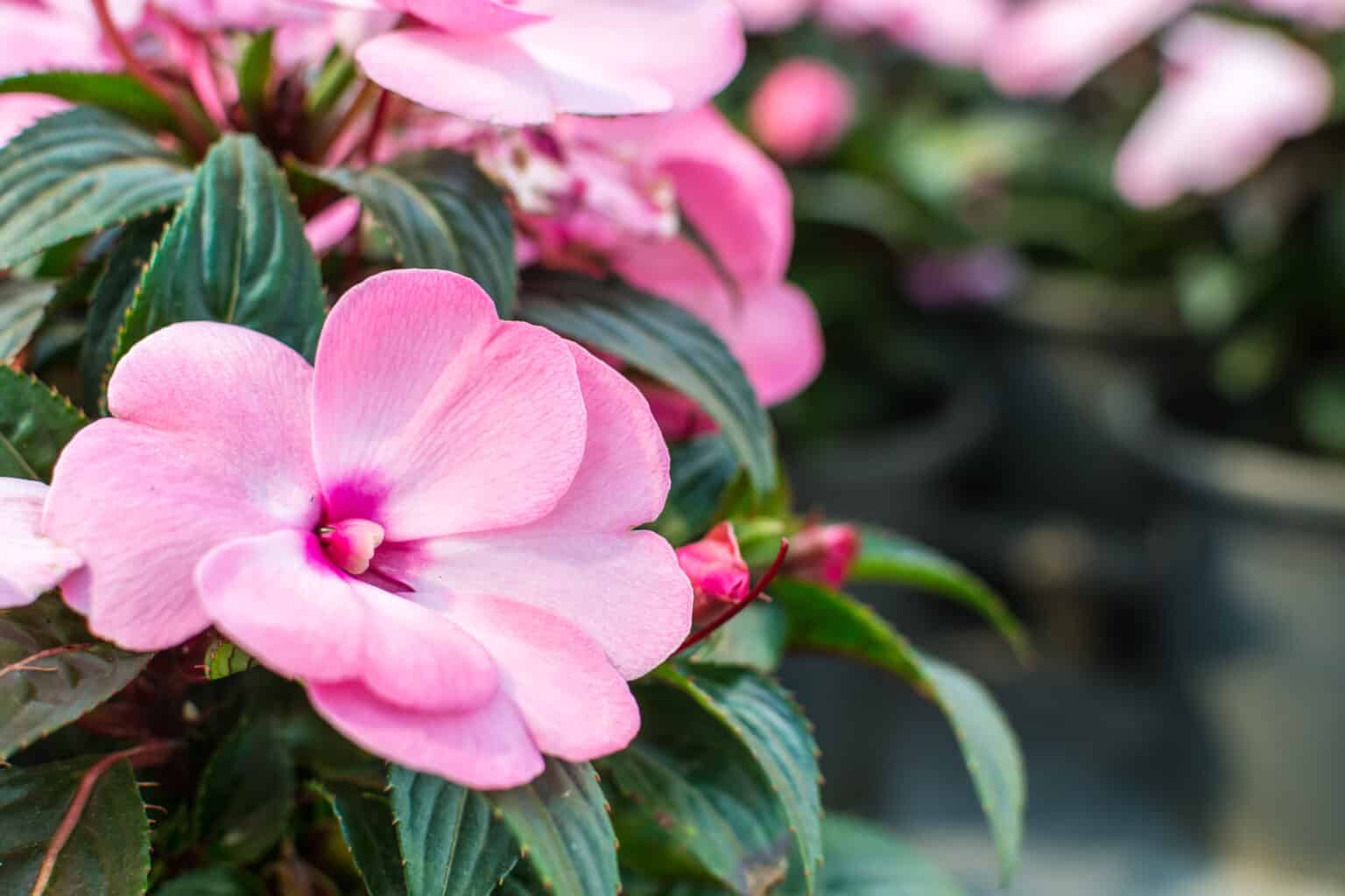 Sunpatiens vs. Impatiens What's the Difference? AZ Animals