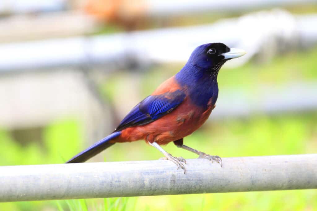 A Lidth's jay center fram, perched on a dowel , or some other uniformly cylindrical long piece of wood. The bird has a black fac,e a blue nape and mantle, a rusty-to-rosy underbelly and shoulder/top of wing, which turns blue (middle) to deep blue/black tip. The tail is longish and appears to be blue. Indistinct lime green background, probably grass. 