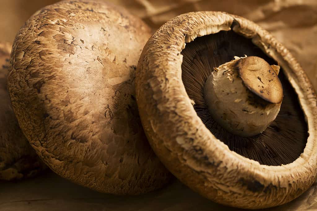 A close-up image of portabello mushroom caps