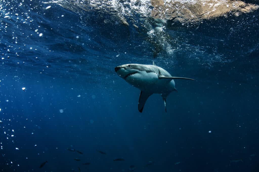 A great white shark in the middle of dark blue water