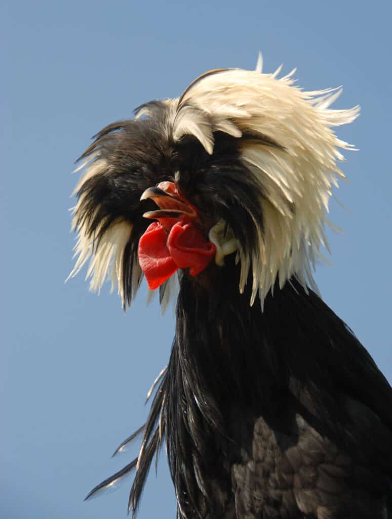 Close up of a Polish rooster with dark body feathers and long, tapered light colored head feathers. small red wattle at the throat.