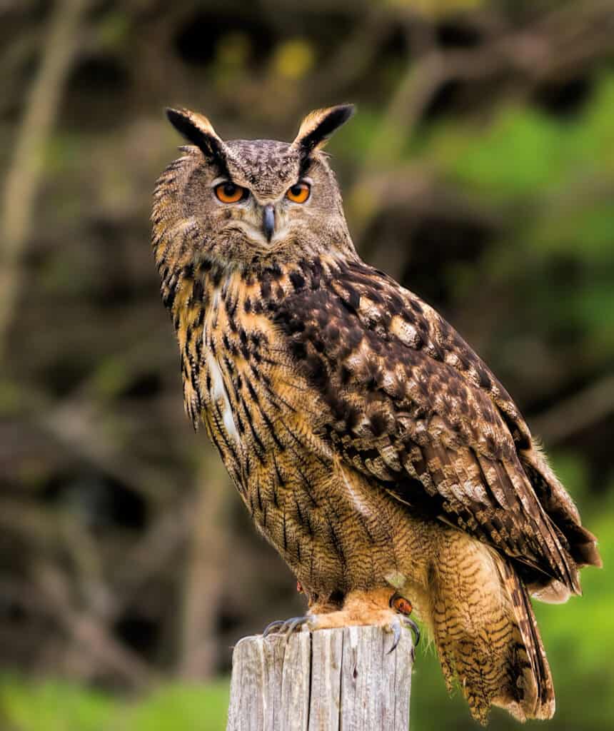 a Eurasian eagle owl, center frame, perched on a cylindrical, wooden fence post. The owl is medium-dark brown , flecked with lighter and darker markings. The bird's body is facing left; its face is looking straight ahead. It has distinct tufted ears that are black. Natural out-of-focus background of green and dark brown.