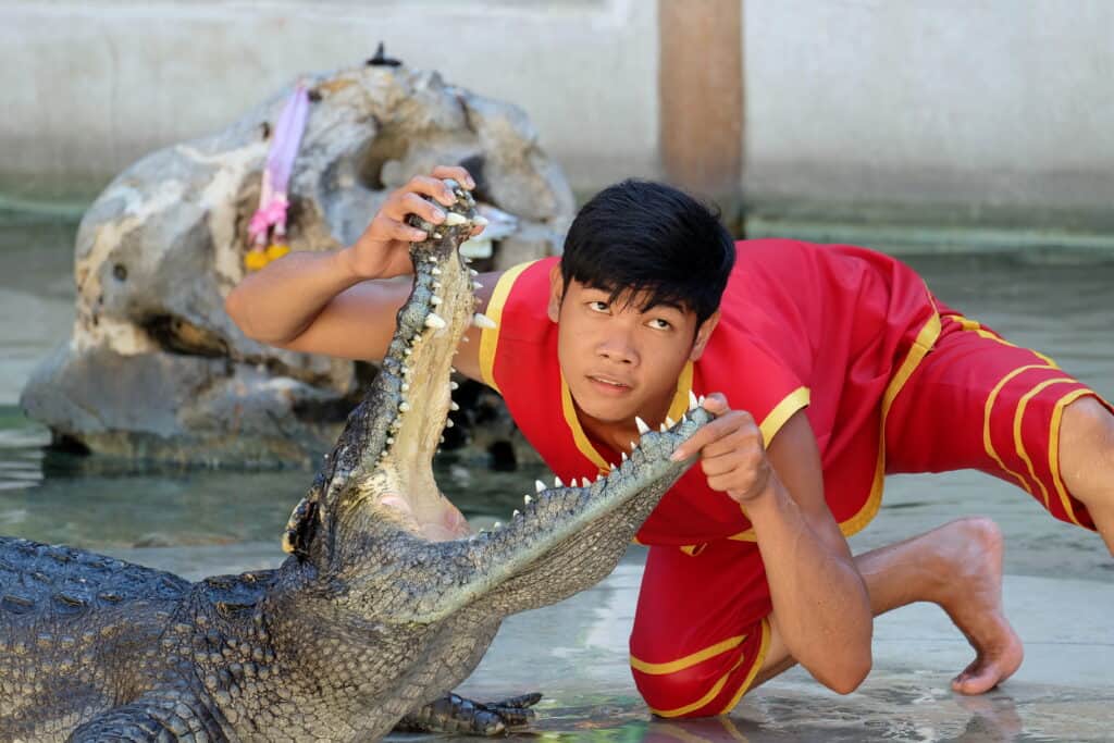 Cá sấu tấn công người lạ