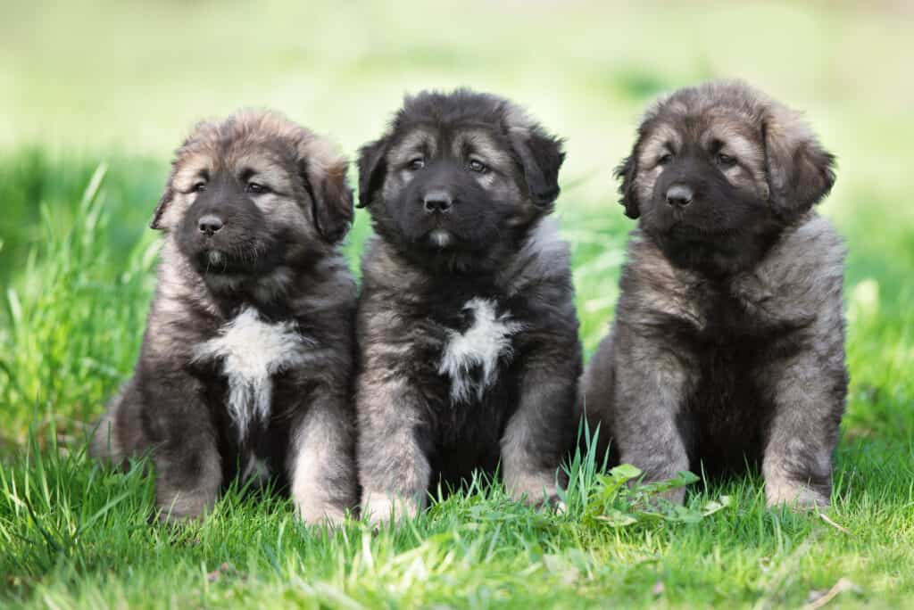 Caucasian Mountain dog puppies