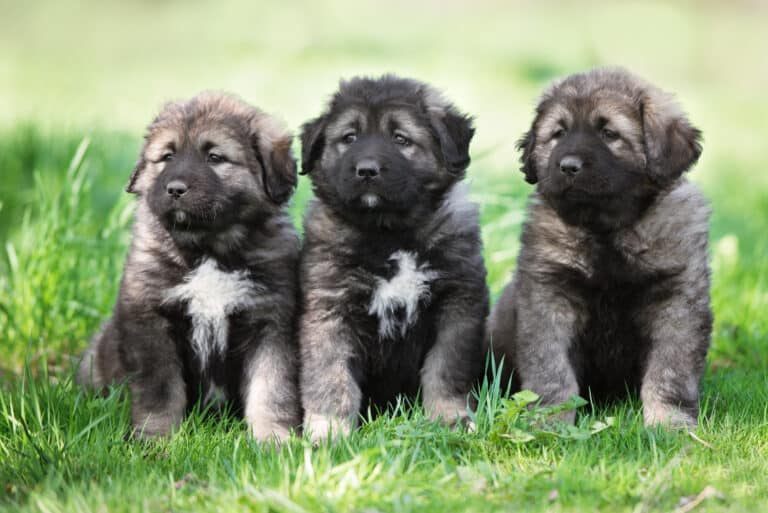 Caucasian Mountain dog puppies/Caucasian Shepherd puppies