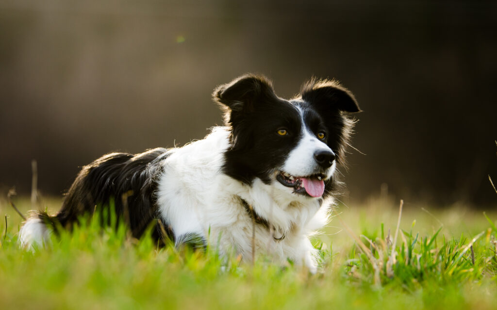 black and white border collie