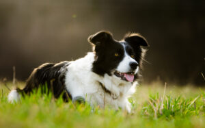 Border Collie Progression: Growth Chart, Milestones, and Training Tips Picture