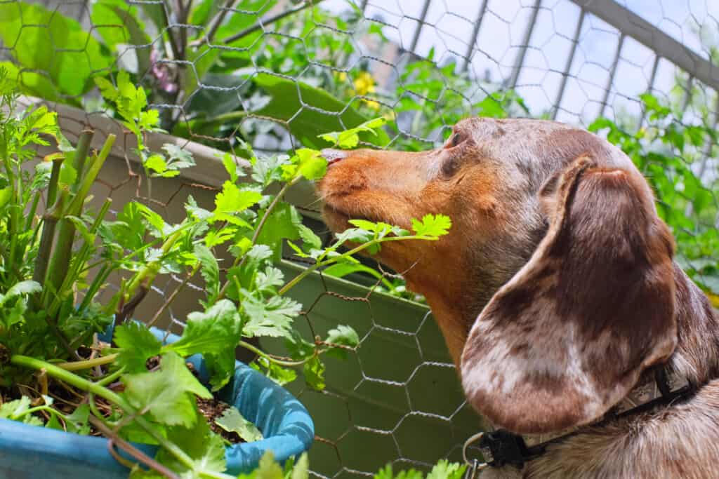 dog eating cilantro