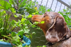 Can Dogs Eat Cilantro Or Not? What Science Says photo