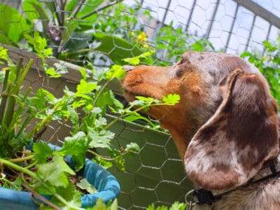 A Can Dogs Eat Cilantro Or Not? What Science Says