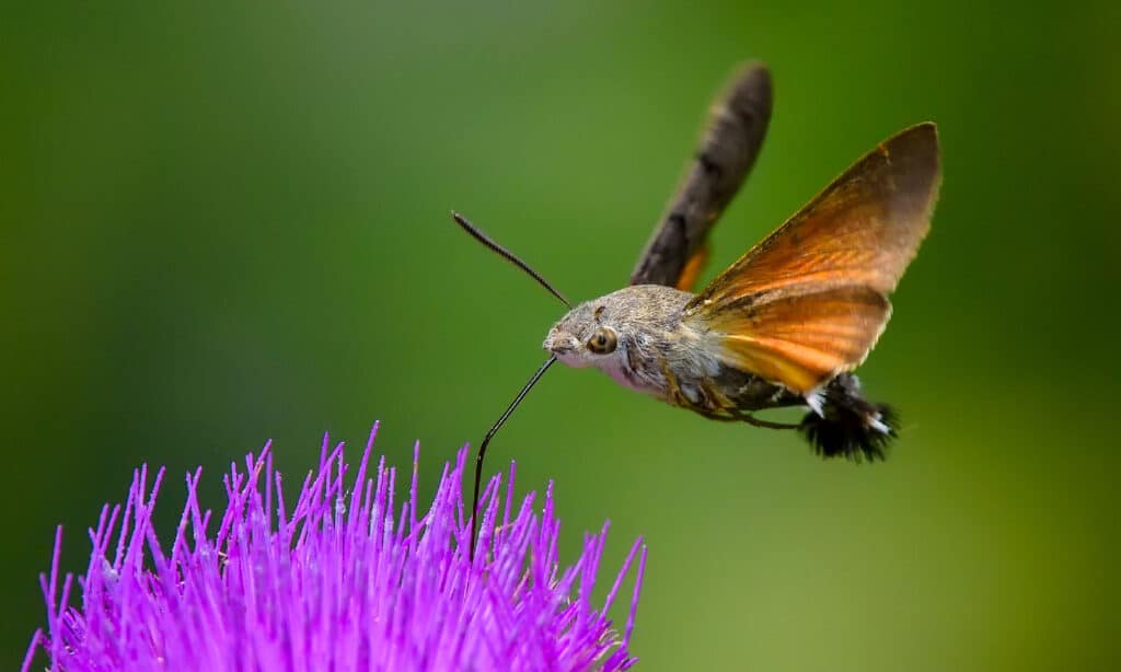 Hummingbird Hawk Moth