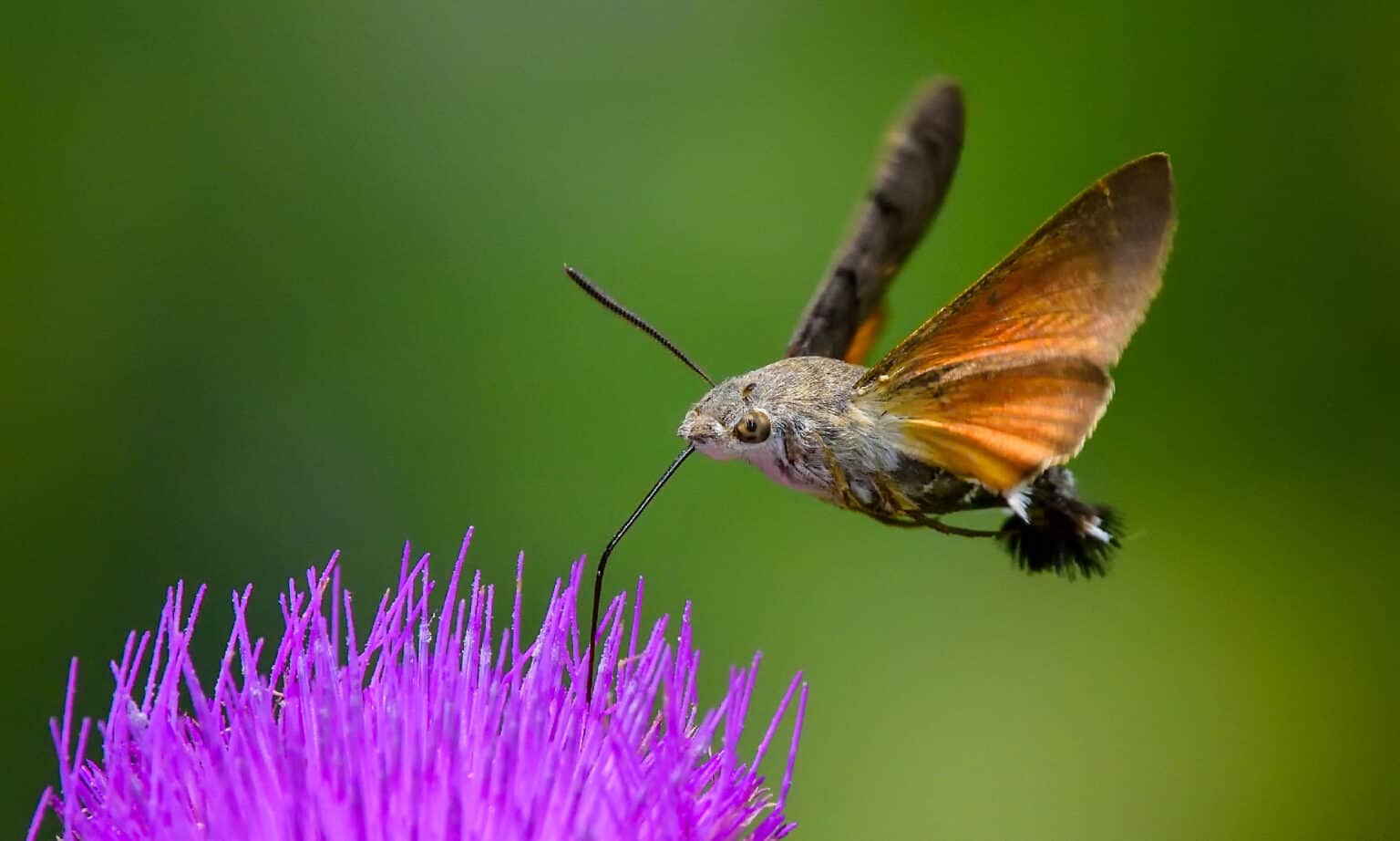 5 Moths That Look Like Hummingbirds and How to Identify Them - A-Z Animals