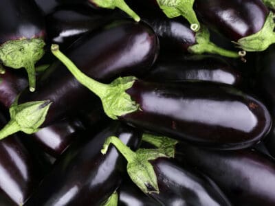 A 5 Clear Signals Your Eggplant Is Ready to Be Harvested (Plus Tips on Storing Them) 