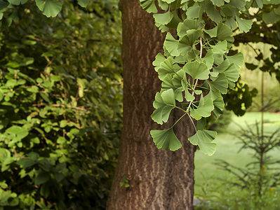 A Discover the Oldest Ginkgo Tree in the World
