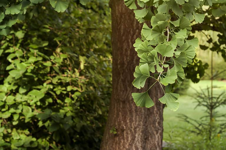 Ginkgo tree
