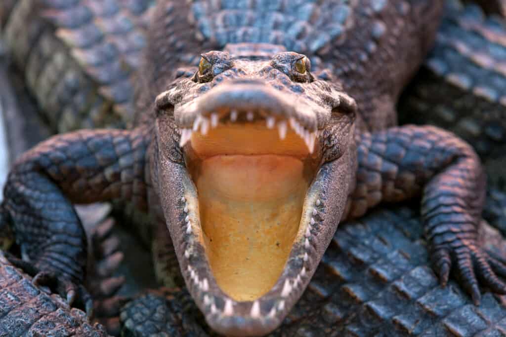 Crocodile with Open Mouth