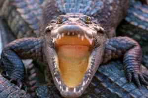 Watch a Stealth Crocodile Sneak-Attack a Massive Snake and Swallow It In Seconds Picture