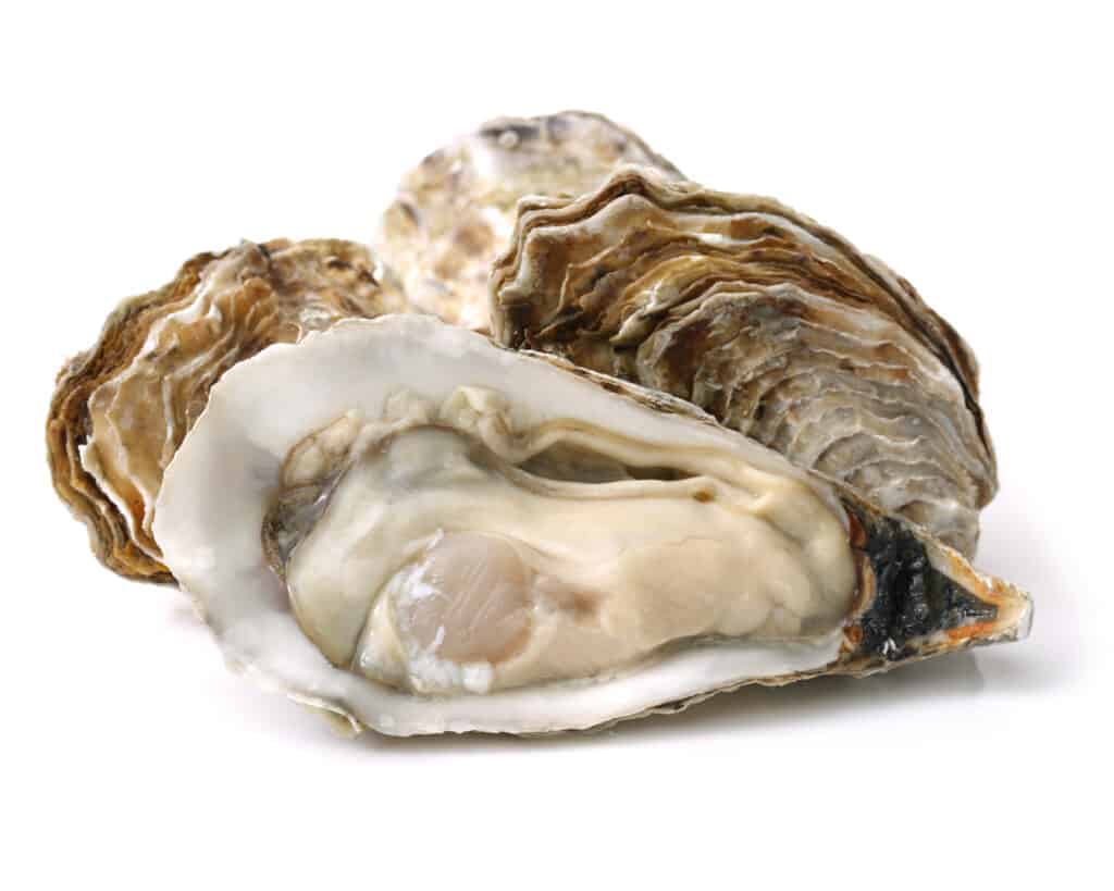 one open oyster center frame with two un-shucked oysters / the oysters are 50 shades of gray.  white isolate.background.