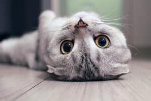 Scottish Fold vs. Scottish Straight Cats: Differences Between Them Picture