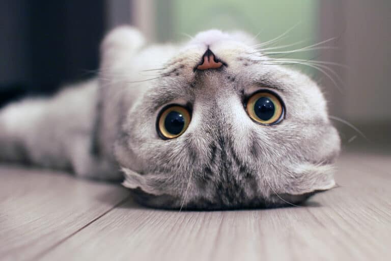 Scottish fold cat