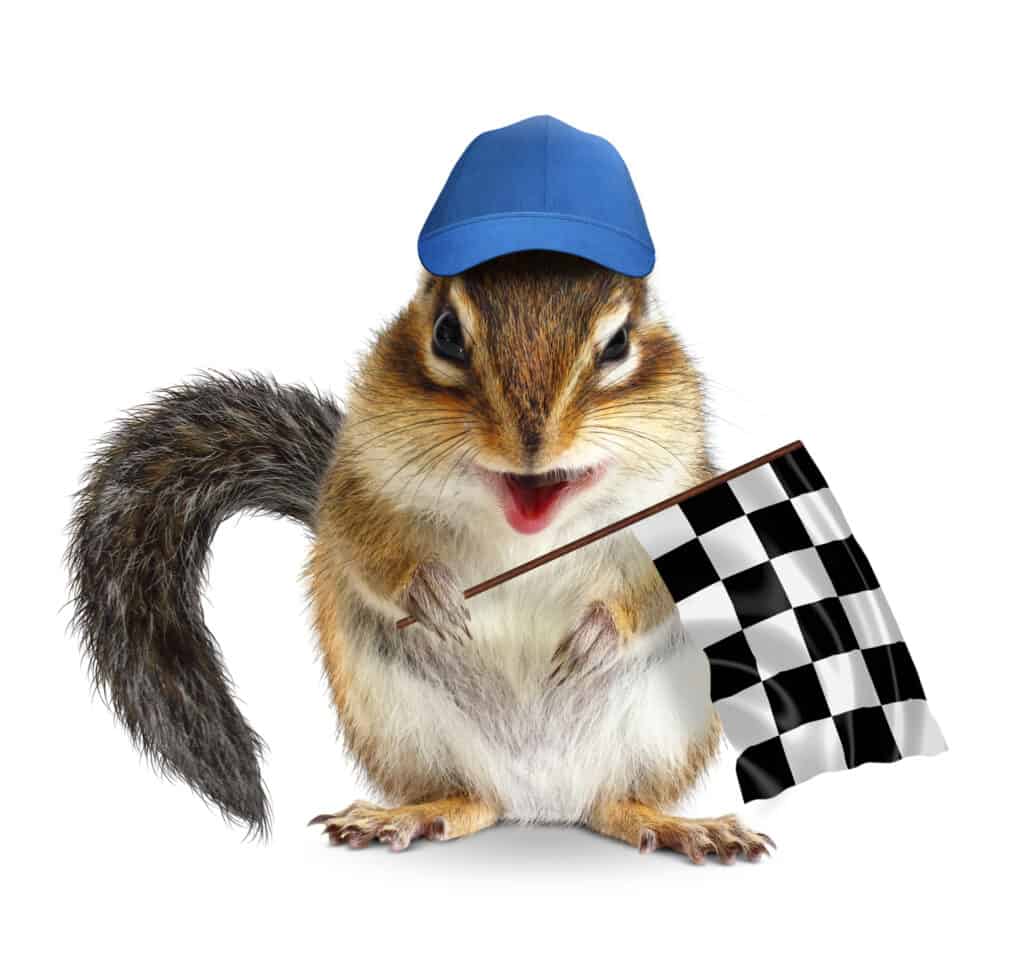 Funny chipmunk with racing flag on white