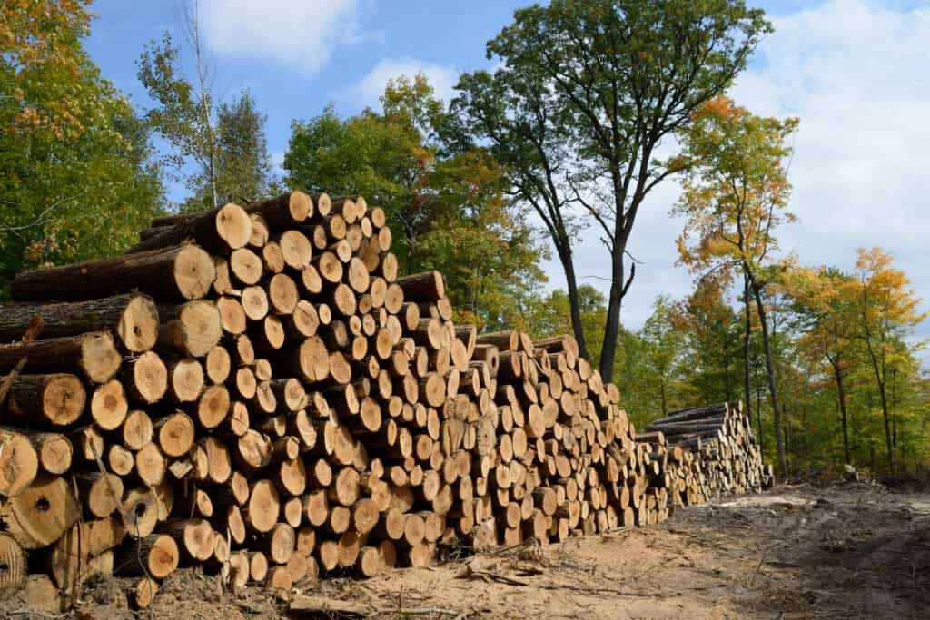 Basswood (Tilia americana) lumber