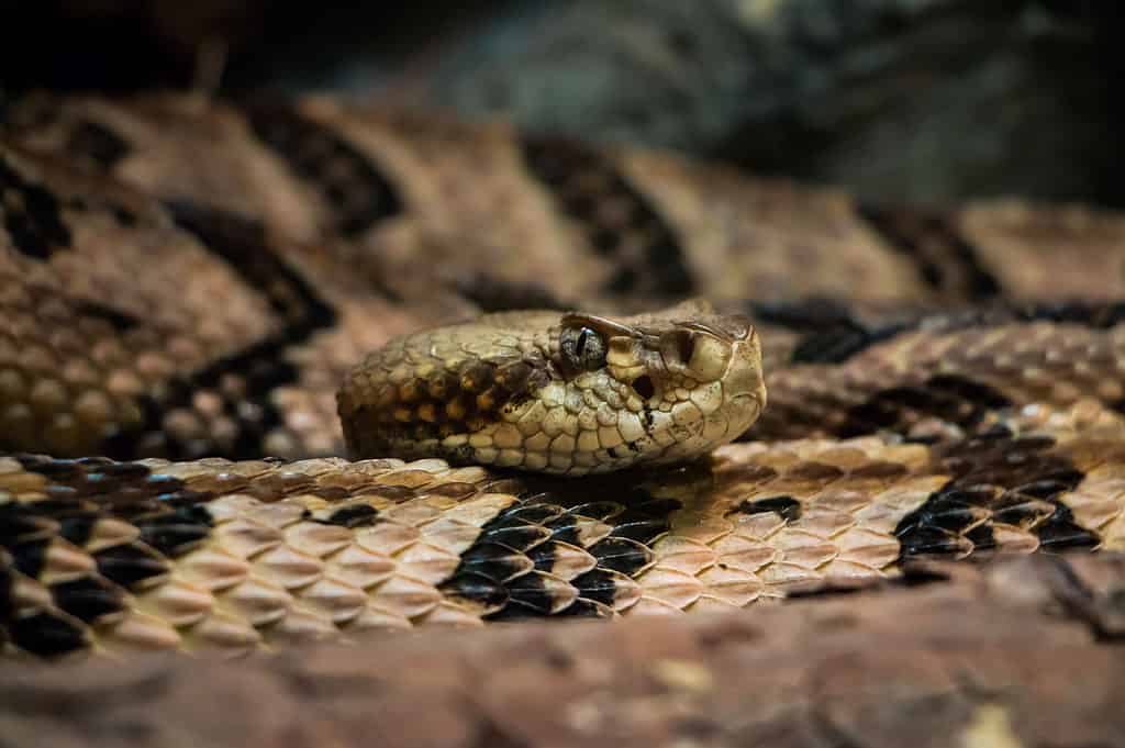 The canebrake rattlesnake can be found in both Mississippi and Florida