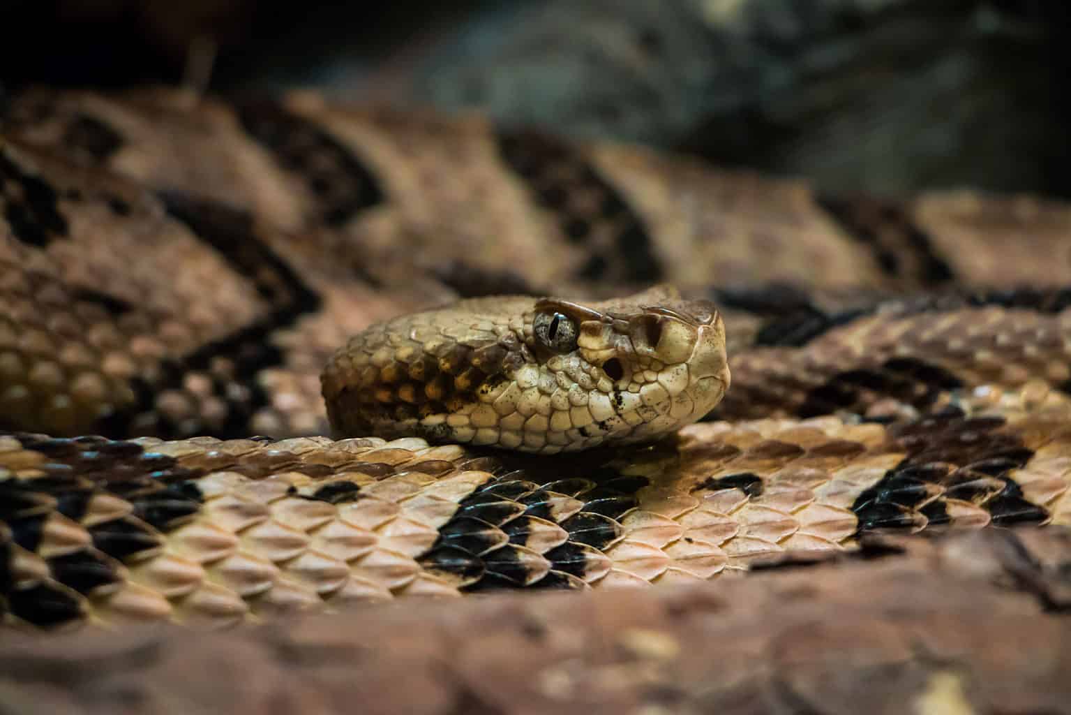 Discover 9 Brown Snakes In Pennsylvania - A-Z Animals