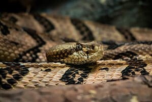 Discover Why the Timber Rattlesnake is West Virginia’s State Reptile Picture