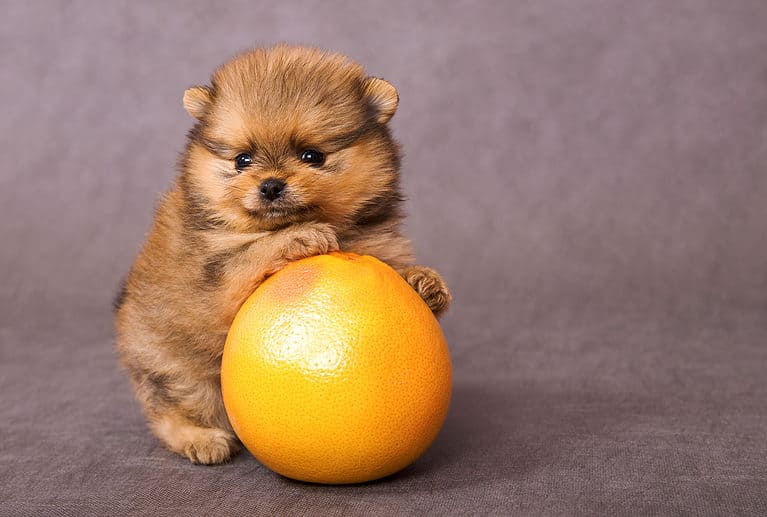 grapefruit Puppy