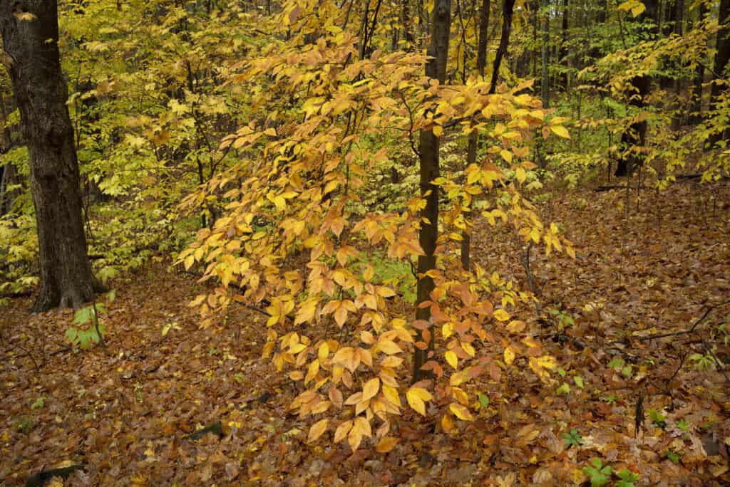American beech tree in the fall