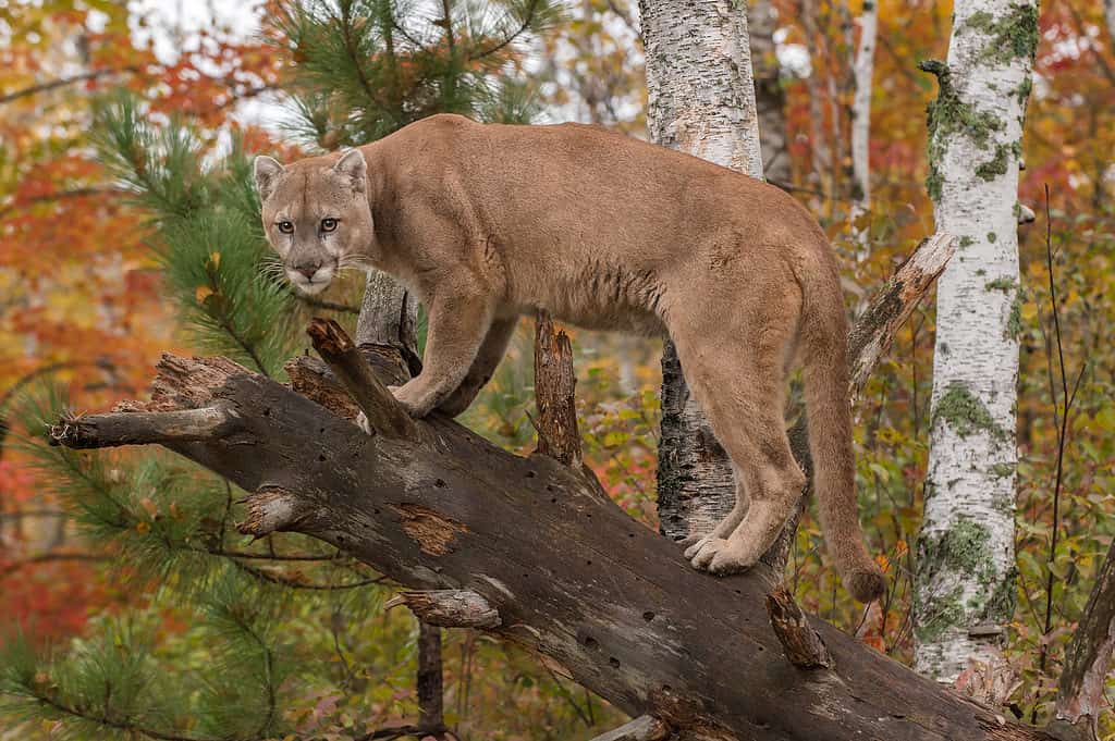 A cougar standing on a tree representing the massive size of cougars, such as the largest cougar ever caught in California.
