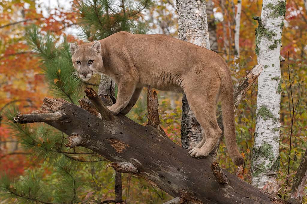 new record mountain lion