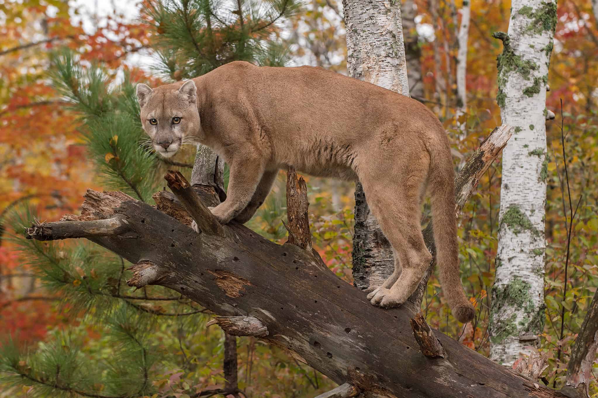 Cougar Animal Facts Puma Concolor A Z Animals Cougar Animal Facts Puma Concolor A Z Animals