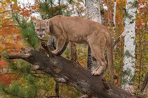Mountain Lions In Tennessee: What You Should Know Picture