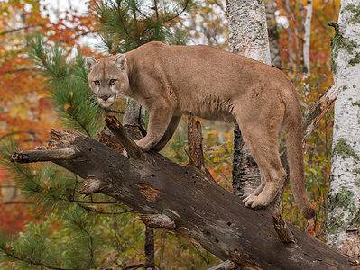 A Cougar Quiz: What is Your Wild Cat Knowledge?