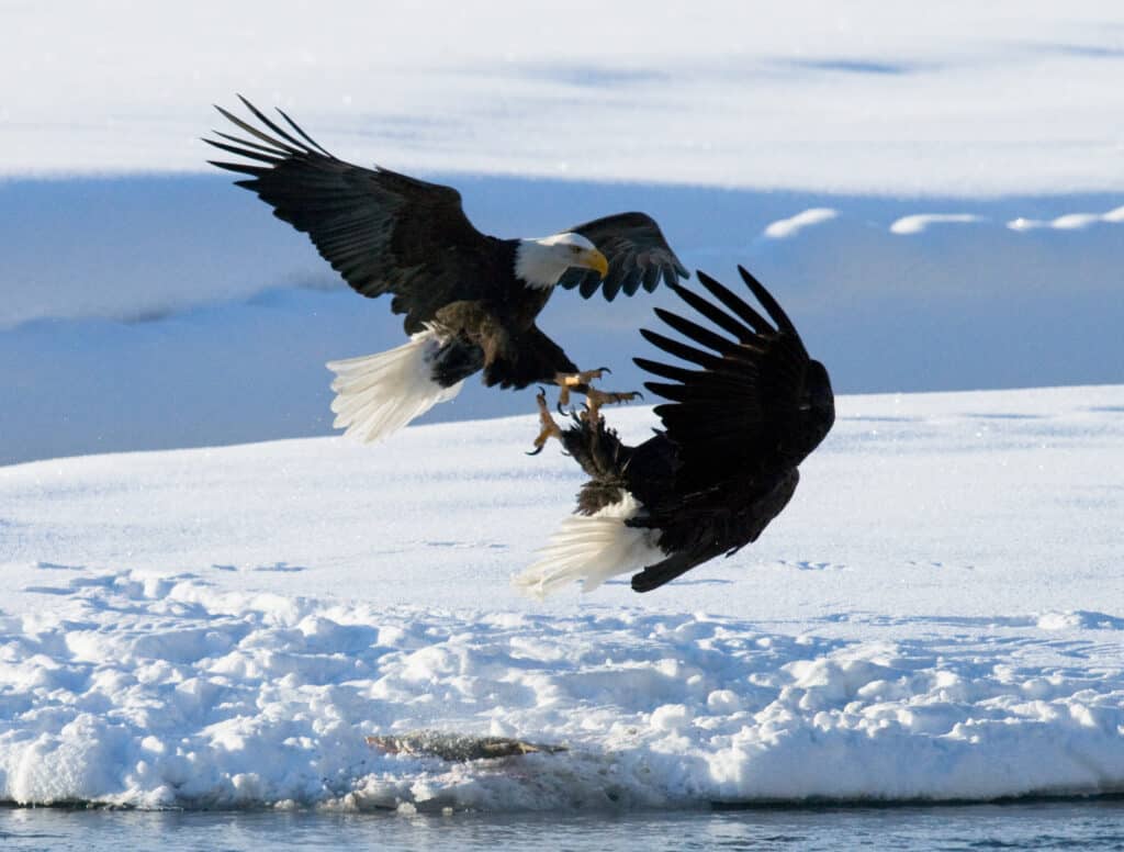 Two bald eagles fighting